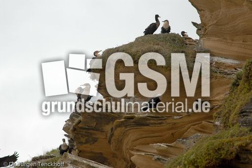 Kormoran (5 von 7).jpg